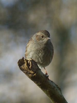Een heggenmus in de namiddagzon in eigen tuin. De laatste paar dagen is het prachtig weer om te fotograferen.