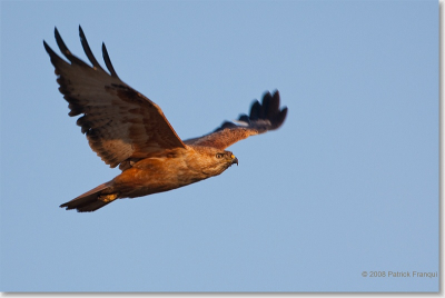 Deze zeldzame vogel zit al een tijdje in dit gebied.  Vandaag er op uit getrokken en met wat geluk deze kunnen vastleggen.  Mijn eerste foto op schitterende birdpix site
Groeten
Patrick