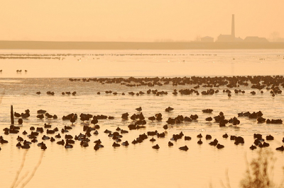 Gistermiddag een paar uur in de Arkemheen door kunnen brengen...alle zwemvogels zoeken beschutting bij elkaar in de nog overgebleven wakken van het Nuldernauw