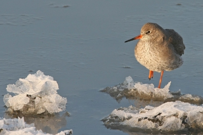 Een heerlijke dag in het Waddengebied gehad. Zon en vorst. De kop in de wind, een druppel aan de neus en goed aangekleed tegen de kou.
Maar tijdens het fotograferen van de wadvogels denk je tegelijk dat de ijspret niet voor hun is weggelegd.