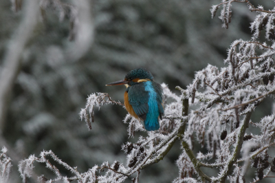 Vandaag kwam dit ijsvogeltje in de boom naast mijn kantoor zitten. Door de rijp leverde dit wel een leuk winters plaatje op.