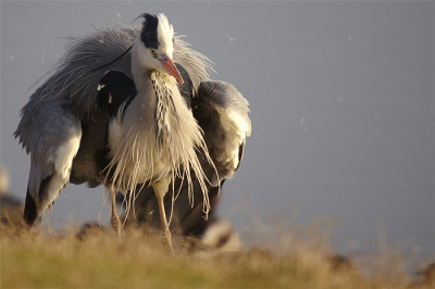 In de vale winterzon zat deze reiger zich eens lekker uit te schudden, de veertjes vlogen in het rond !