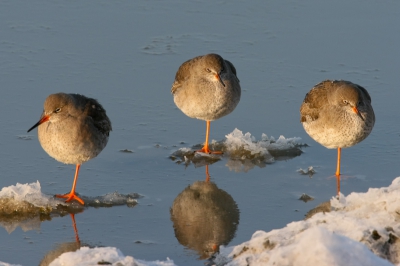 1 pootje in het koude Waddenwater lijkt is deze Tureluurs meer dan genoeg. De winter duurt nog lang voor hun.
Ik hoop voor de vogels niet TE lang.