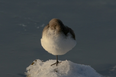 Het lijkt wel op een winterslaap. Geen energie verliezen is op dit moment heel erg belangrijk voor onze overwinterende steltlopers. Want als de Waddenzee zou gaan bevriezen moeten ze vertrekken met een lege maag. En dan.....?