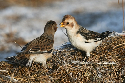 Ook de onderlinge strijd gaat gewoon door, ook in 2009. Zouden vogels ook goede voornemens hebben?