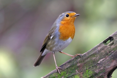 deze roodborst vandaag kunnen fotograferen.
foto is full frame