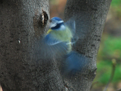 Blue tit hovering. The shot was taken through a livingroom window. Not the best pic but the wings' transparency effect is interesting.