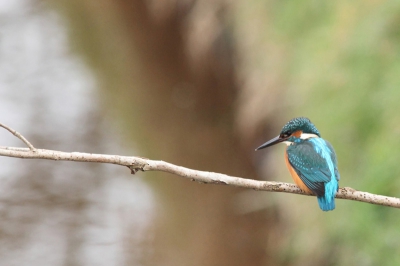 Wat mij betreft een van de mooiste vogels die je in Nederland kan vinden