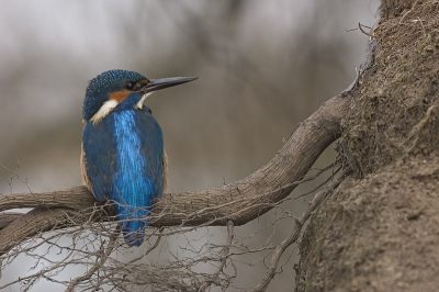 Vanaf begin maart beginnen ijsvogels met het graven van een nestpijp in een steile oever of zoals hier in een kluit van een omgewaaide boom. Dit mannetje zit te wachten tot het vrouwtje terug keert uit de nestpijp, om de beurt wordt gegraven, terwijl de partner op de uitkijk zit.