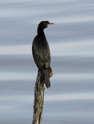 Pygmy Cormorant is one of the typical wintering species in the Burgas Lakes complex in Bulgaria Black Sea coast. Poda is a Ramsar Site as well and offers perfec shelter and forage ground for the birds. They tend to sit on the wood poles around the banks and offer good photo pportunities.
