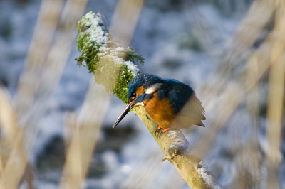Deze vogel eens van uit een andere hoek genomen dan de rest daar deed!