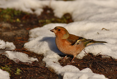 Nice afternoon sun on a coldish winter day resulted in this picture in one of the wood parks of Sofia.