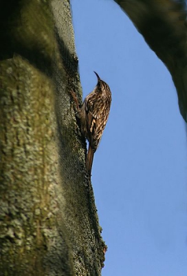 Net als het zonnetje op de boom schijnt verschijnt een boomkruipertje. De typische houding en de lichtomstandigheden daarbij was de oorzaak dat ik er blij mee ben.