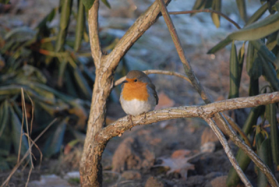 Op deze koude winterse dag ging deze roodborst er rustig voor zitten zodat ik hem kon fotograferen.