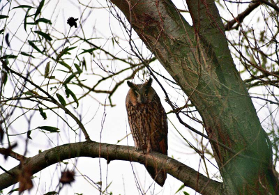 Wij als "vogelaars" genieten dagelijks van jullie bizar mooie foto's op B.P.. Het maken hiervan zal ons nooit en te nimmer lukken. Toch zetten wij deze ransuil (geschoten tijdens het uitlaten van de hond) op B.P..
Wij weten ook wel dat dit geen nominatie of Aword-winning foto is, maar willen jullie op deze manier een goed en lekker "schietend" 2009 wensen.
Ps. Uitdaging "Wie pimt 'm op?"
Rob&Sandra