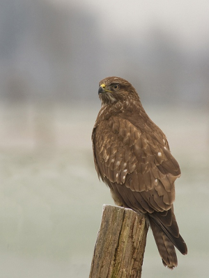 Vanddag eens richting Doornspijk gereden, het valt me op dat de Roofvogels net even wat langer blijven zitten met de kou. Deze buizerd bleef net lang genoeg zitten om een paar plaatjes te schieten. Vanuit de auto, geen tijd om de rijstzak te pakken . :-)