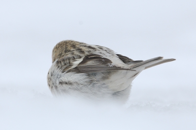 Hier is een foto van de achterkant van dit vogeltje.