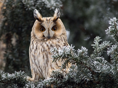 De dorpsuilen hebben zich deze winter in de hoofdstraat gevestigd. Een stuk of 4 (bruine vlekken linksachter zijn ook uilen) zitten op een tak boven de weg en kijken af en toe naar de auto's die onder hen voorbijgaan. Alleen toen een luid ratelend landbouwvoertuig ze even opschrikte wou deze mij even aankijken. Voor een mens met of zonder fototoestel doen zij verder nauwelijks hun ogen open.