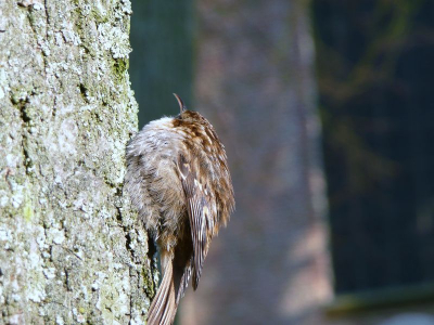 dit was in Brugge op het begijnhof : deze boomkruiper was totaal niet schuw merkten we