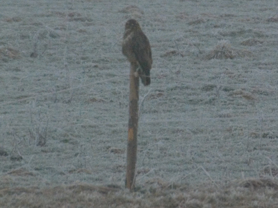 een buizerd ik vind de foto zo wazig wat doe ik verkeerd?
