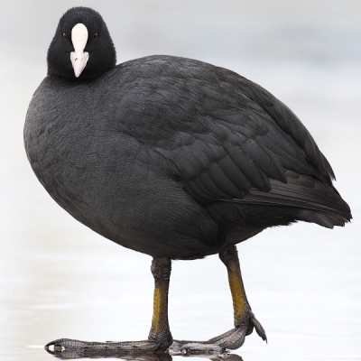 IJsblokje meerkoet, speciaal voor de liefhebbers van vogels in het landschap ;-). Bij deze foto zat de koet al krap in het kader, maar ik moest de foto ook nog kantelen, omdat ik er wat scheef voor had gelegen. Toen ontstond het idee voor een krappe vierkante uitsnede, mede om de frontale blik en dat bolle lijf te benadrukken. Ik doop m square coot on ice.