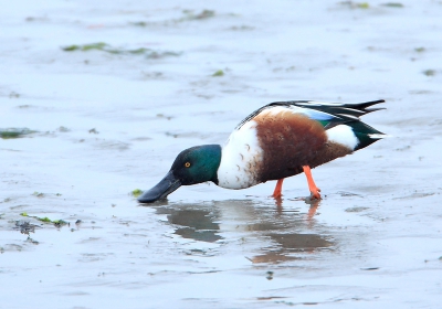 Ondanks het grauwe donkere weer toch er op uit gegaan om mijn nieuwe speeltje te testen, de 5D MarkII.
Langs de Oesterdam liepen grote groepen Slobeenden te slabberen over het wad.
Niet een top plaat maar gezien de omstandigheden blij verast!
Gelet op de iso800 en de +2 volle stappen belichtingscompensatie en met een sluiter van maar 1/80sec, dan nog een reuze crop van 25% van origineel.
Normaal zou dit een plaat zijn met heel veel ruis en met weinig kleurnuances.
De voordelen van de vele pixels en de volbeeld sensor met minimale beeldruis blijken direct een genot om mee te werken