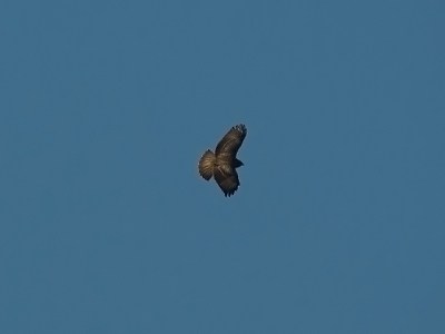 deze buizerd zag ik boven het huis van men ouders zweven en had toen net mijn nieuwe lens bij me