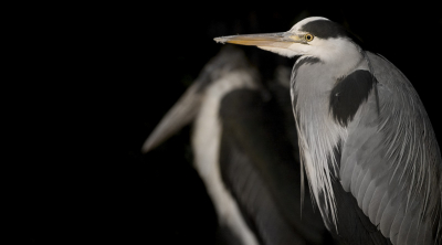 De Blauwe Reigers kwamen 's avonds massaal slapen in de dierentuin. Zo'n kans krijg je niet vaak denk ik: een maraboe met een Blauwe Reiger in 1 beeld in Nederland...