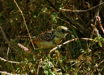 Photographed at the campsite on the border of Masai Mara, Kenya.