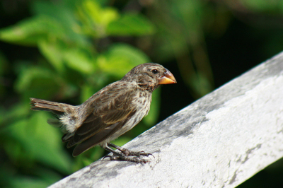 Niet echt een 'mooi' vogeltje, maar wat een kolossale snavel. Volgens mij zit deze soort nog niet in BP.