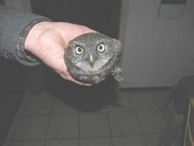 Jonge steenuil, gevonden bij de overgang schoorsteen-kachelpijp, doordat deze kabaal maakte s avonds, hebben wij hem-haar kunnen redden