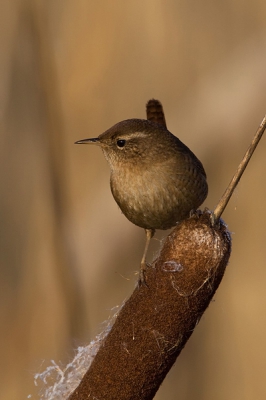 Op zoek naar de baardmannetjes bleef deze winterkoning even poseren. Ik vind de kleurencombinatie persoonlijk mooi overeenkomen.