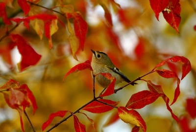 a short stop on the way to Nemunal Delta in Lithuania resulted in this lucky shot of this agile Goldcrest.