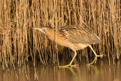 Op zoek naar een roerdomp die een zonnetje opzocht aan de rand van een rietkraag, zag Jaap na uren een exemplaar zitten, precies zoals gehoopt. Na enige tijd vervolgde de vogel haar weg over het ijs en verdween uit beeld.