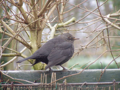 Dit mannetje van de merel heb ik op 2 januari in de middag gemaakt in mijn tuin.