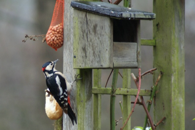 Opeens deze prachtige man Grote Bonte in onze tuin.
'k Vond het wel een leuke compositie op deze pergola met een pindanetje, een pistoletje en een vogelhuisje.