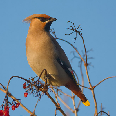 Blauwe lucht, winterzonnetje, rode bessen en drie hongerige pestvogels; wat kan een mens toch gelukkig zijn.