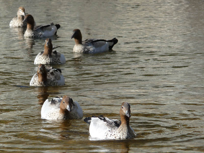 Een vrouwtje sluit een rijte mannetjes af in de Cumberland River.