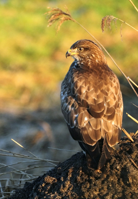 Ik was al een tijdlang op zoek naar een buizerd die nu 's echt mooi op de plaat wilde. Het nieuwe jaar brengt nieuwe kansen lijkt het. Dat is vandaag wel gebleken. Hoe dan ook, deze buizerd vanuit de mobiele hut geschoten.