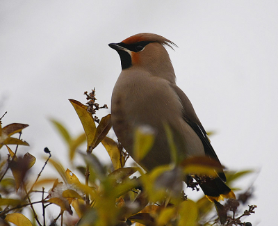 nog maar 1 van de pestvogel,
nu hopelijk beter bewerkt dan de vorige.
ben er zelf iig heel blij mee