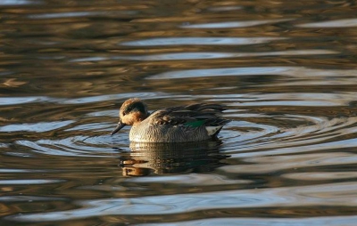 in de haven zwom deze taling  tussen andere talingen en  meerkoeten.
deze taling ziet er iets anders uit,is dit een hybride ???