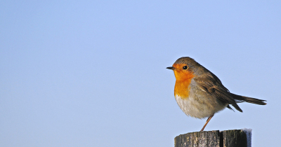 Roodborst op paaltje aan de rand van een natuurgebied, vanuit de auto met 400 mm