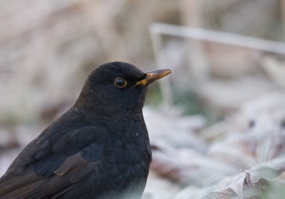 Deze merel liet zich met het koude weer goed benaderen, ik moest er wel voor op mijn buik 
Het was erg mistig, ik heb de foto iets opgelicht in Lightroom en een beetje verscherpt. Mijn eerste foto sinds lange tijd op birdpix!