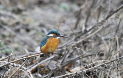 Mijn eerste gelegenheid een ijsvogel te kunnen zien en fotograferen, bij een open stukje water in een verder bevroren slootje. Gelukkig ben ik "bevrijd van het juk", dat ik moest leven met slechts een blauwe streep ijsvogel in de lucht. 
Alle hoeken heeft hij mij laten zien.........als een opgelucht man begin ik aan 2009.