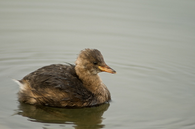 Tijdens het wandelen langs de plas kwam deze dodaars uit het riet zwemmen en begon langs de kant te jagen.
Een tijdje geobserveerd en toen plat op mijn buik op zijn route gaan liggen. Gevolg een nat pak en erg koude benen maar ben erg blij met met resultaat.