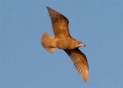 Juveniel 1e winter. Vaker gefotografeerd, maar dit was wel heel fraai licht