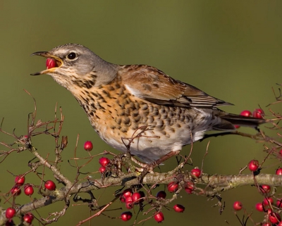 Parked up in car next to berrytree and waited for fieldfare to come in feeding.