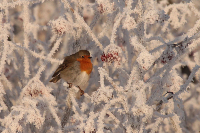 Vanmorgen erop uit getrokken in de hoop pestvogels te kunnen fotograferen. In het gebied waar ik was, leek dit roodborstje echter de enige vogel. Hij had net van de besjes gegeten en vloog weg na dit ik de foto maakte.