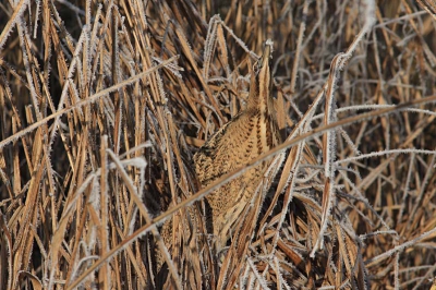 In een rietkraag zag ik een Roerdomp klimmen en klauteren. Door de vorst zijn smalle kreken dichtgevroren en moeten deze mystieke vogels op zoek naar open water. Ik had hem al een tijdje in mijn zoeker, maar er stond nogal wat riet voor. Opns klom het beest naar boven en balanceerde een ogenblik. Berijpt rietpluis sierde zijn snavel. Al de nuances in de veren passen naadloos bij de warme, gele tinten van het riet.