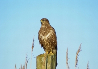 Bijna een half uur achter deze buizerd aangereden voordaat hij eigenlijk netjes poseerde.